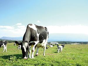広大な大地が、深みのある肉質に育てます。